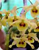 Dendrobium friedericksianum